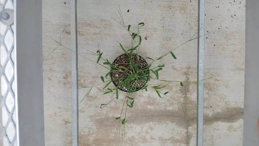 Foto de Digitaria sanguinalis - Habit:Kira Sims