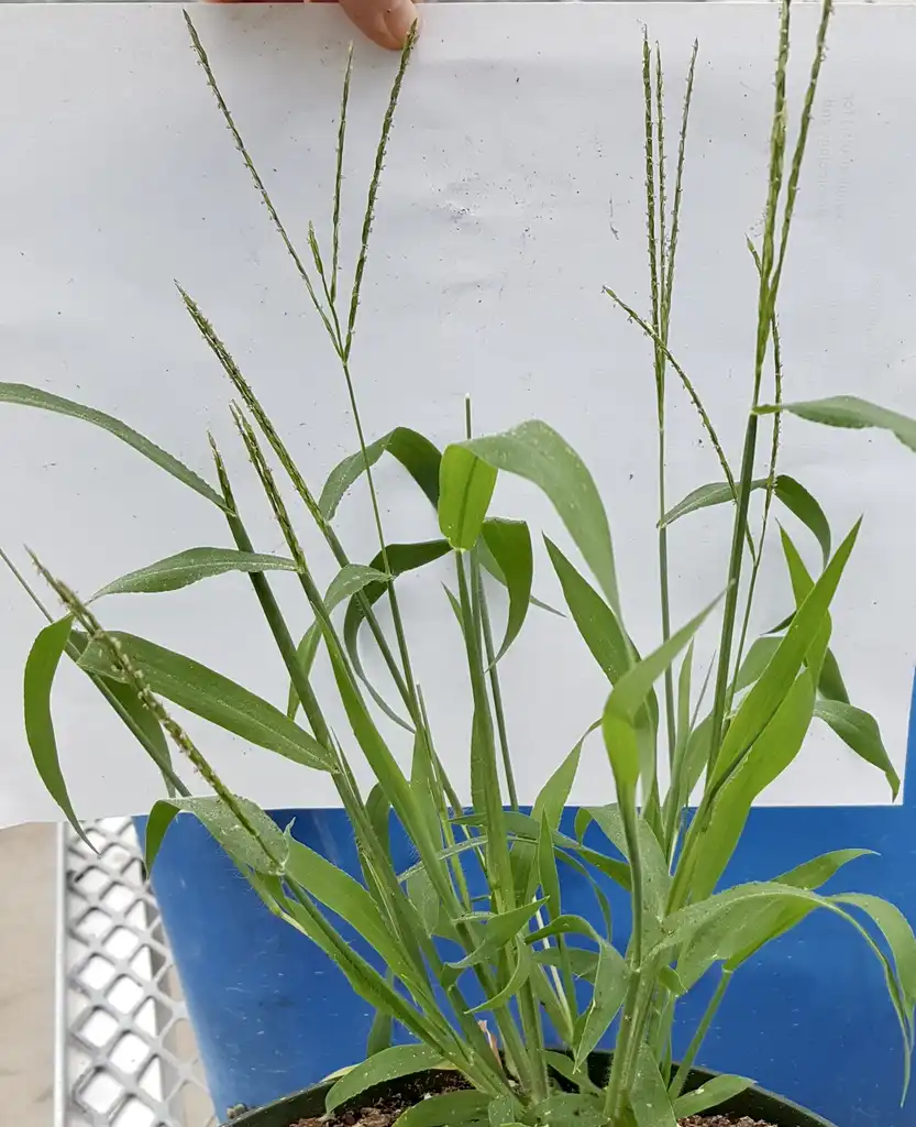 Foto de Digitaria sanguinalis - Plant:Kira Sims
