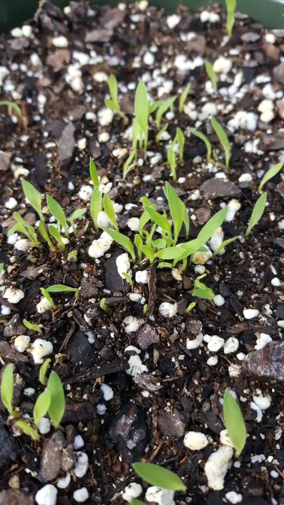 Foto de Digitaria sanguinalis - Seedlings:Kira Sims