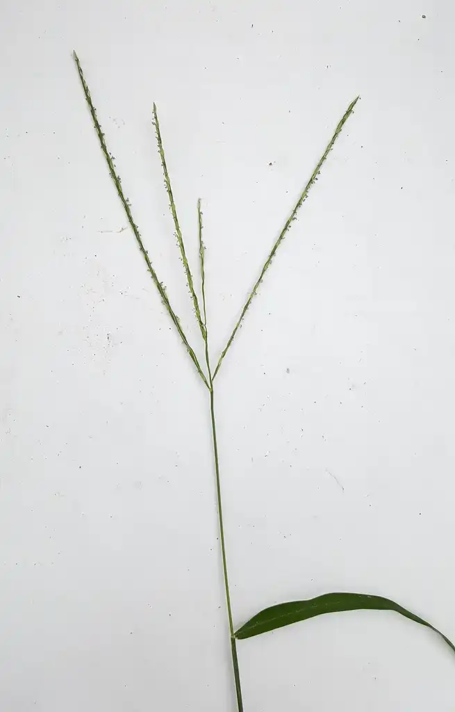 Foto de Digitaria sanguinalis - Stem:Kira Sims