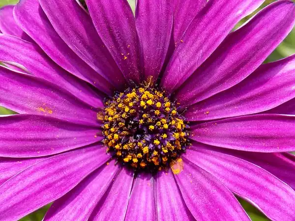 Photo of Dimorphotheca sinuata (Dimorphotheca sinuatas)