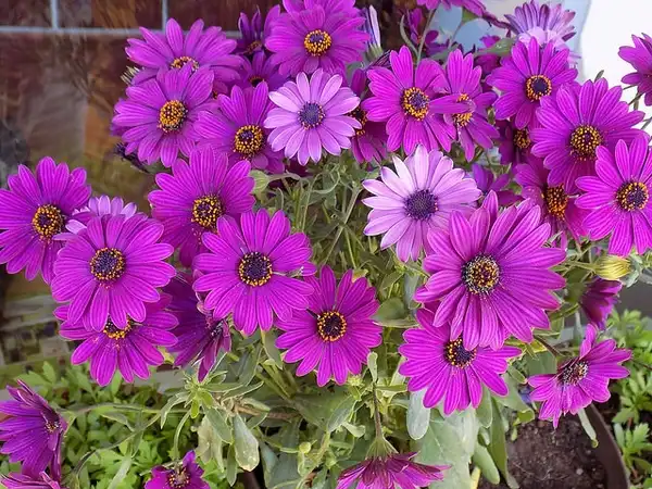 Photo of Dimorphotheca sinuata - :Ivo Ivov