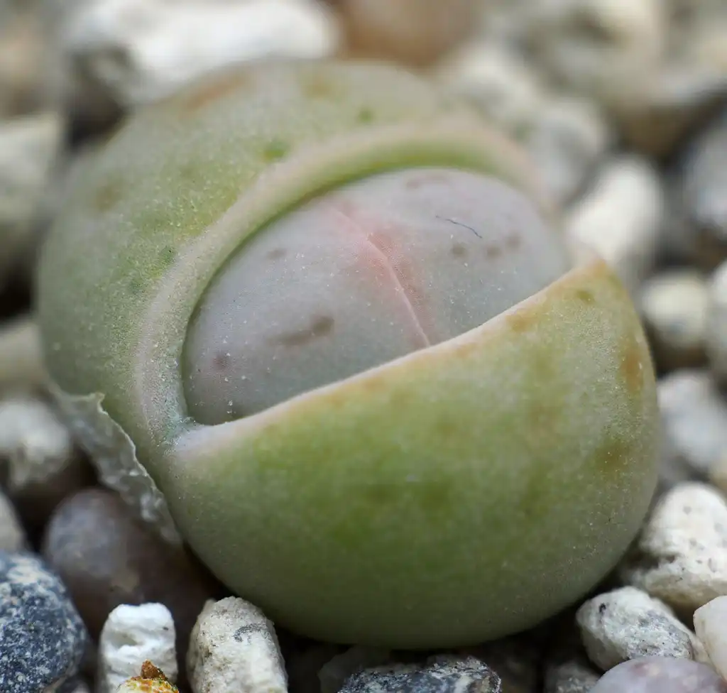Photo of Dinteranthus vanzylii (Dinteranthus vanzyliis)