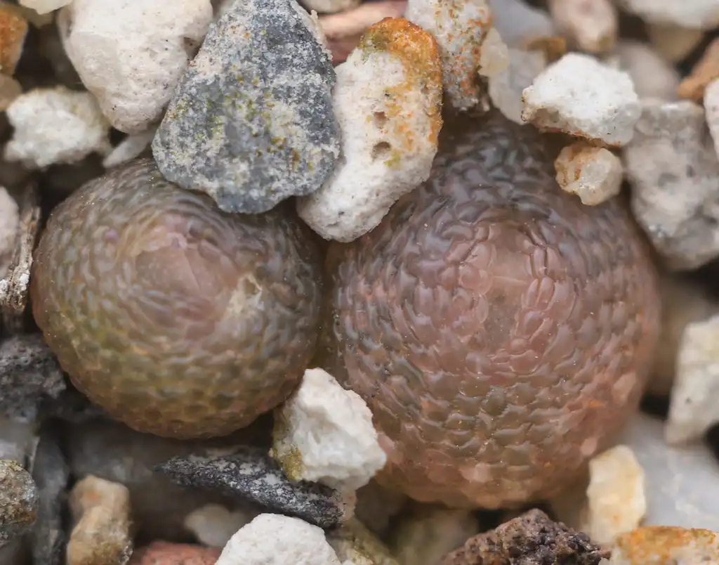 Photo of Dinteranthus vanzylii (Dinteranthus vanzyliis)