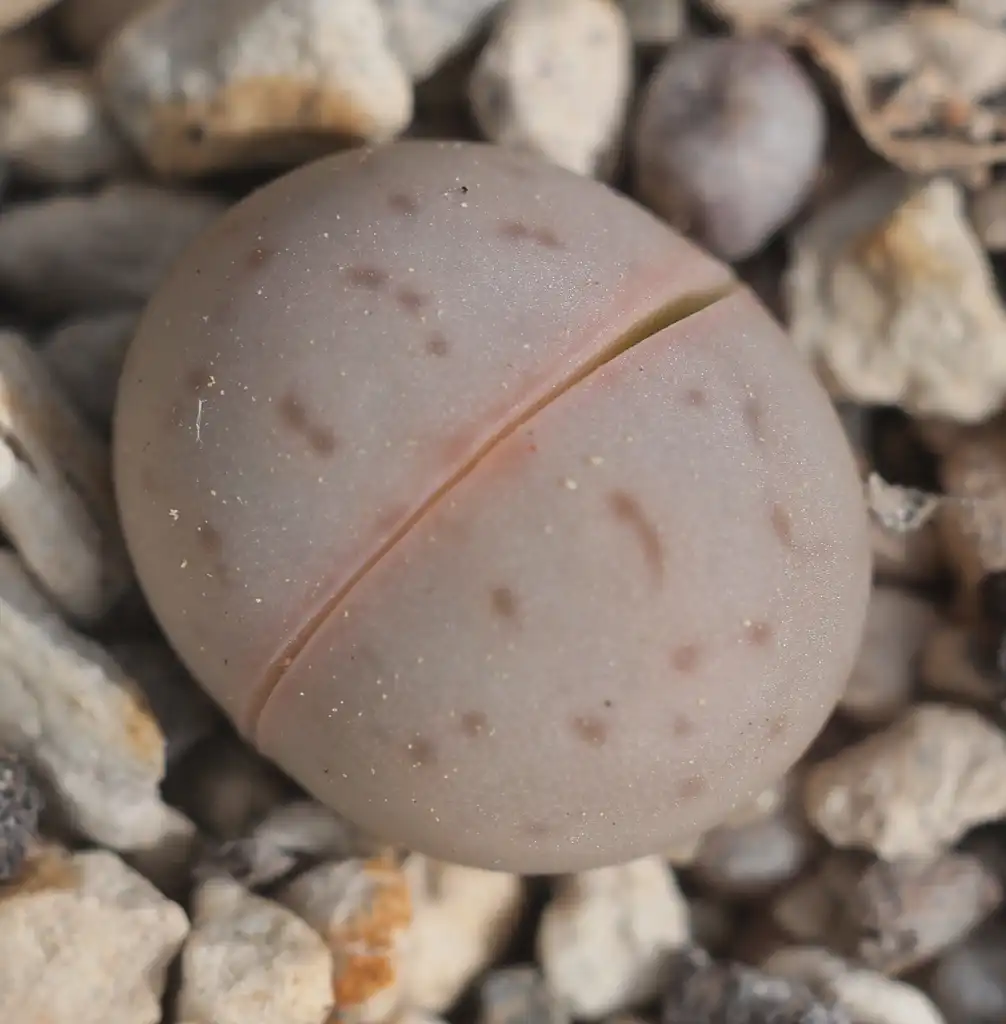 Photo of Dinteranthus vanzylii - Form:Dornenwolf