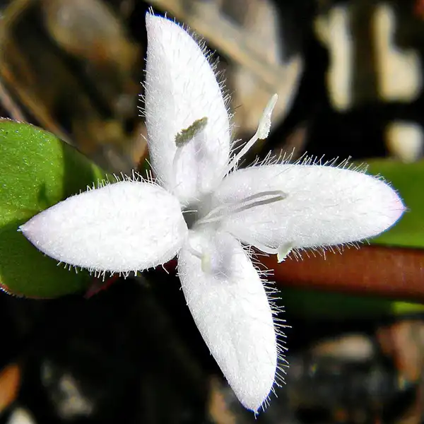 Photo of Diodia virginiana (Diodia virginianas)