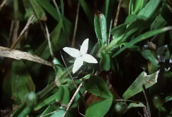 Photo of Diodia virginiana (Diodia virginianas)