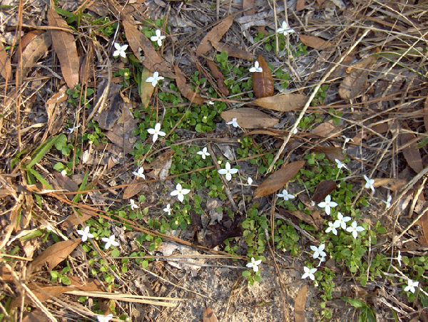 Photo of Diodia virginiana - :Homer Edward Price