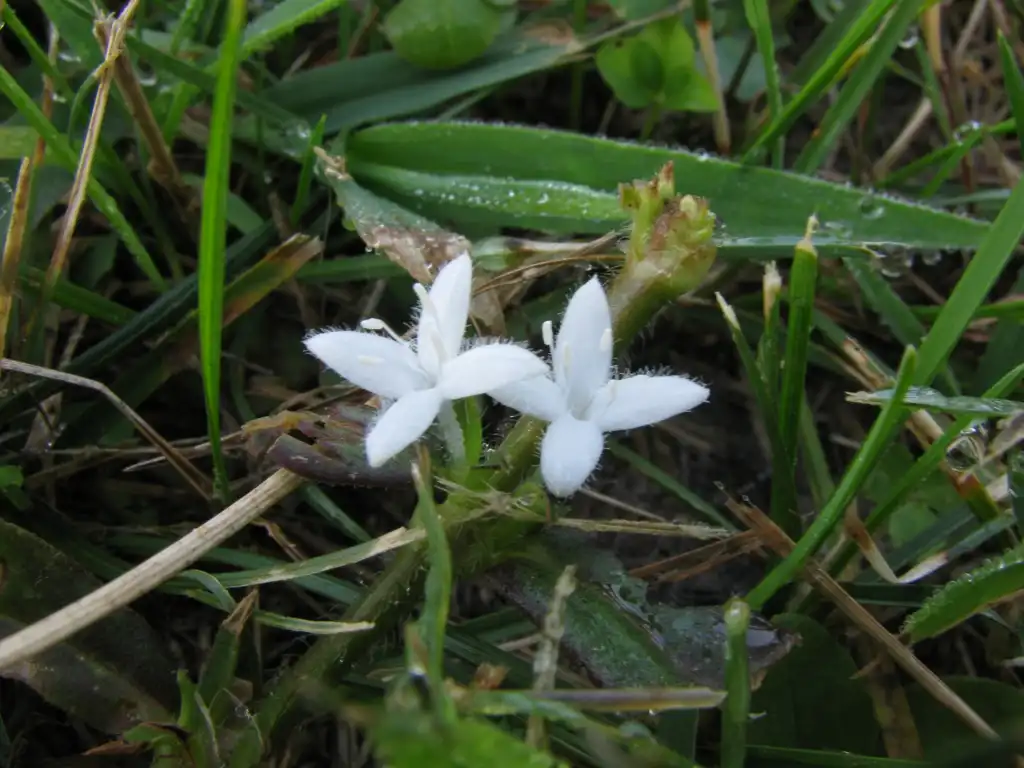 Photo of Diodia virginiana - Flower and leaves:Jomegat