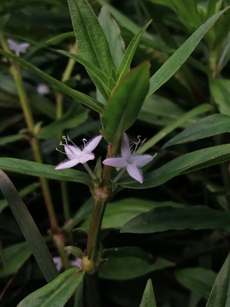 Photo of Diodia virginiana - leaves and flowers:Fritzflohrreynolds