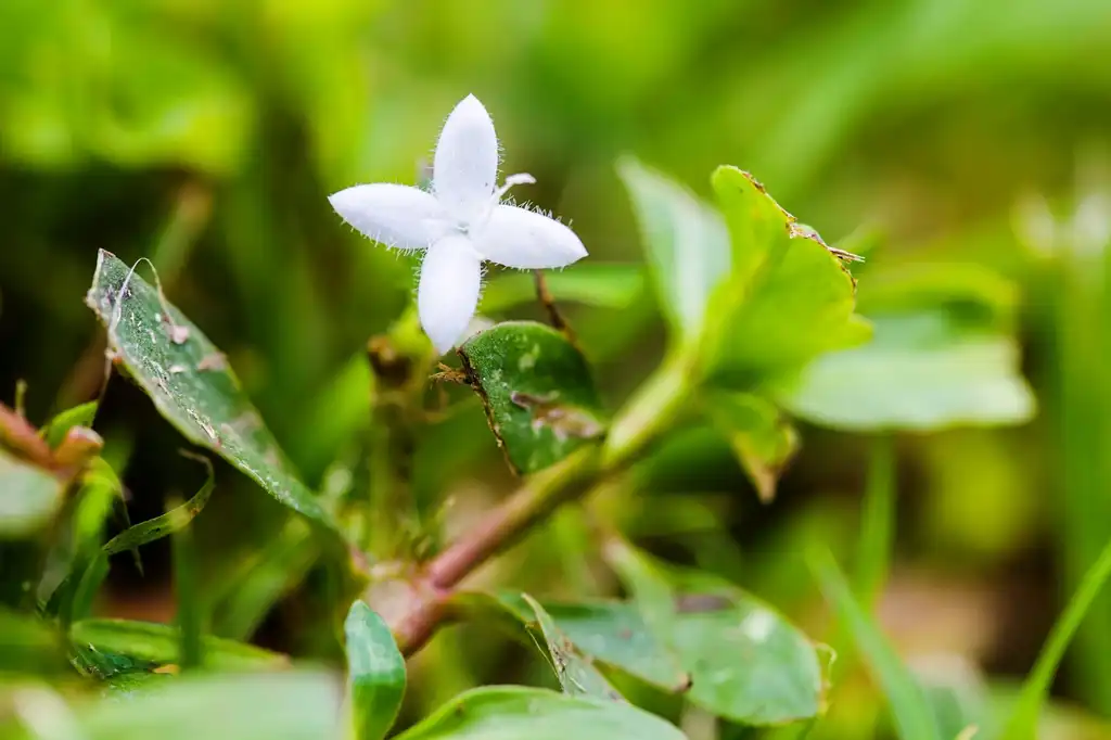 Photo of Diodia virginiana - leaves and flowers:Melissa McMasters