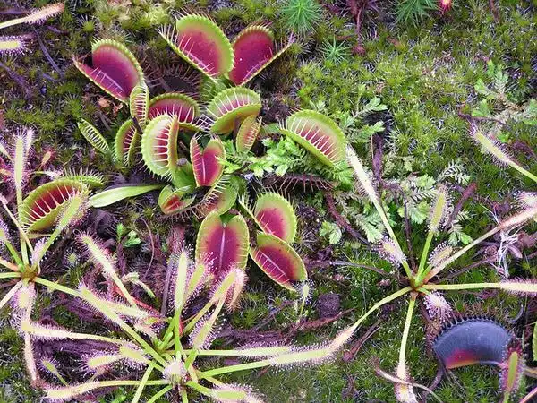 Photo of Dionaea muscipula (Dionaea muscipulas)