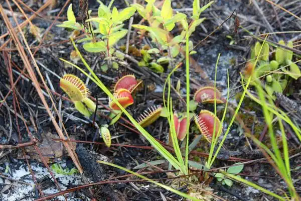Photo of Dionaea muscipula (Dionaea muscipulas)