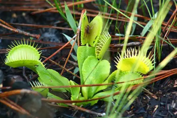 Photo of Dionaea muscipula - :Lou FCD