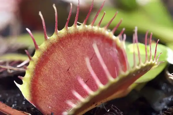 Photo of Dionaea muscipula - :Eric Borda