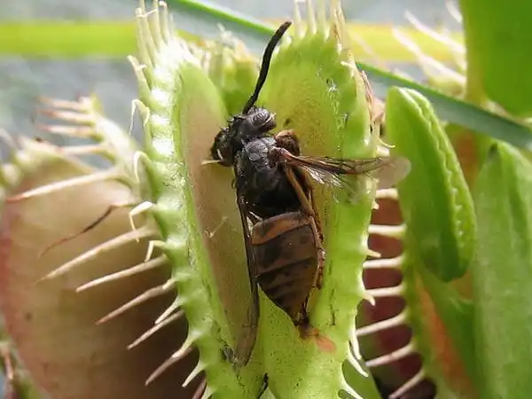 Photo of Dionaea muscipula - :Ben B