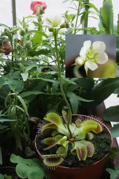 Photo of Dionaea muscipula - :Maurizio