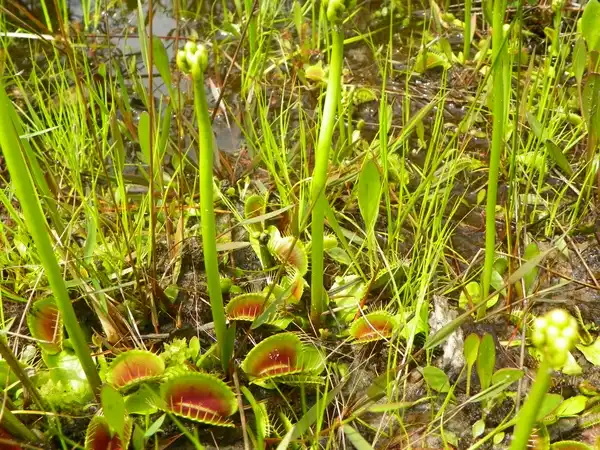 Photo of Dionaea muscipula - :Charlotte Glen
