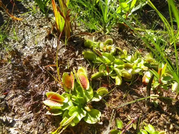 Photo of Dionaea muscipula - :Charlotte Glen