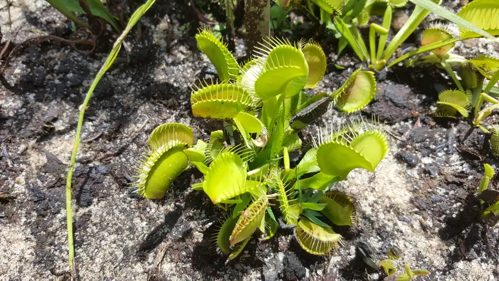Photo of Dionaea muscipula - Dionaea muscipula:Lucy Bradley