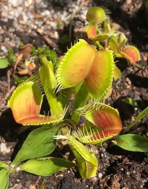 Photo of Dionaea muscipula - Form (Wake County, NC):Cathy Dewitt