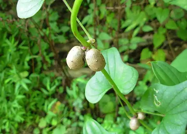 Photo of Dioscorea polystachya (Dioscorea polystachyas)