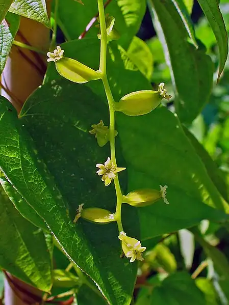 Фото Dioscorea villosa (Dioscorea villosas)