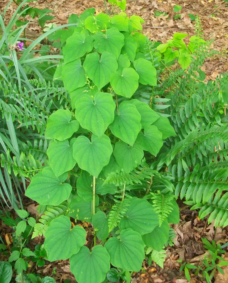 Фото Dioscorea villosa (Dioscorea villosas)
