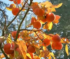 Фото Diospyros kaki 'Fuyu' (Diospyros kaki 'Fuyu's)