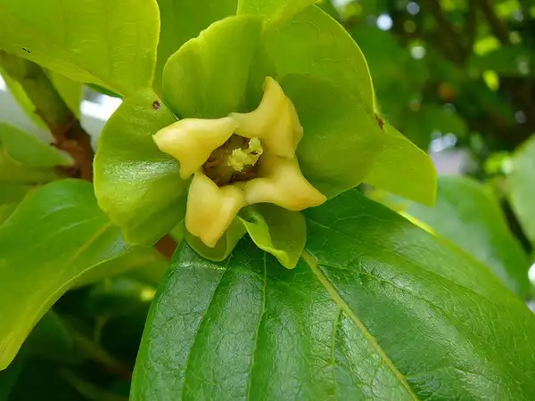 Фото Diospyros kaki 'Fuyu' (Diospyros kaki 'Fuyu's)