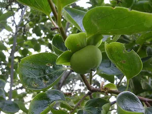 Фото Diospyros kaki 'Fuyu' - Immature fruit and leaves:Photo by trekr