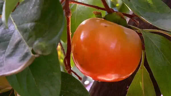 Photo of Diospyros kaki 'Hana Gosho' (Diospyros kaki 'Hana Gosho's)