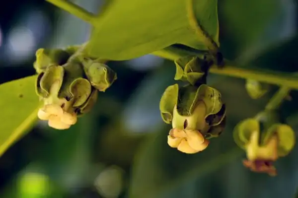 Фото Diospyros kaki (Diospyros kakis)