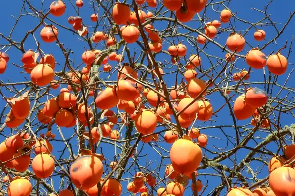 Фото Diospyros kaki (Diospyros kakis)