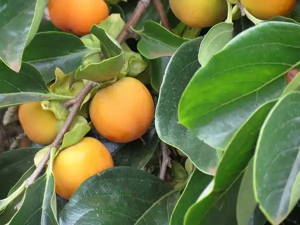 Фото Diospyros kaki - leaves and fruit:Carole-Grogloth