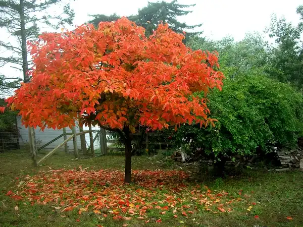 Фото Diospyros kaki - Brilliant red fall color and form.:ATIS547