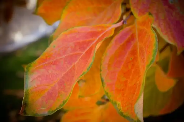 Фото Diospyros kaki - Fall leaf color.:Carodean Road Designs
