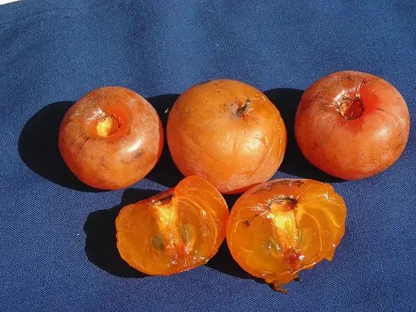 Foto de Diospyros virginiana 'C-100' (Diospyros virginiana 'C-100's)