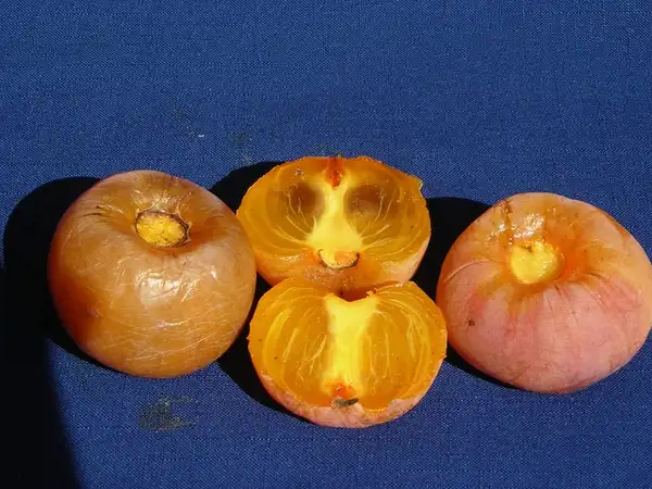 Foto de Diospyros virginiana 'Killen' (Diospyros virginiana 'Killen's)