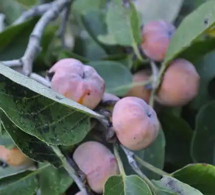 Photo of Diospyros virginiana 'Meader' (Diospyros virginiana 'Meader's)