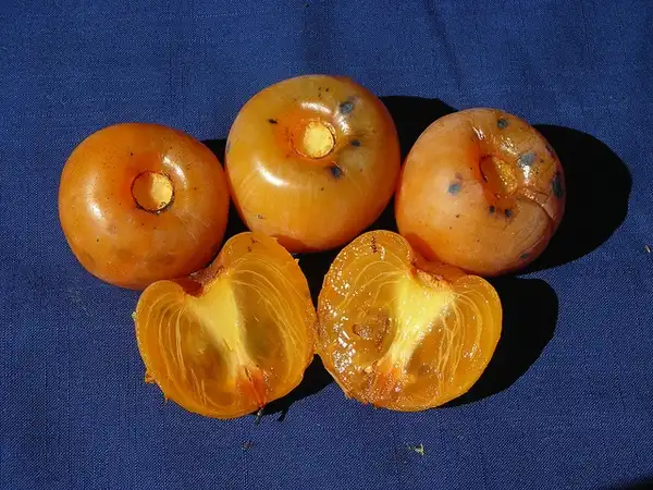 Foto de Diospyros virginiana 'Prok' (Diospyros virginiana 'Prok's)