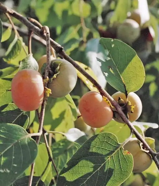 Foto de Diospyros virginiana 'Prok' (Diospyros virginiana 'Prok's)
