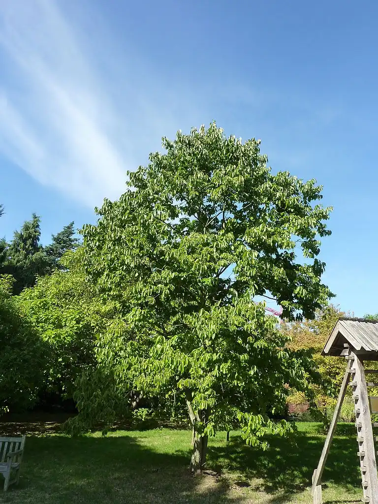Foto de Diospyros virginiana (Diospyros virginianas)