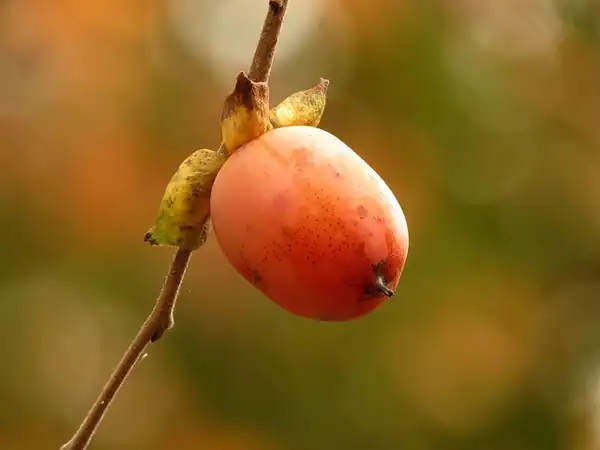 Foto de Diospyros virginiana (Diospyros virginianas)