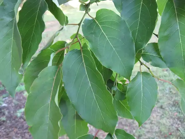 Foto de Diospyros virginiana - leaves:Mollie Freilicher