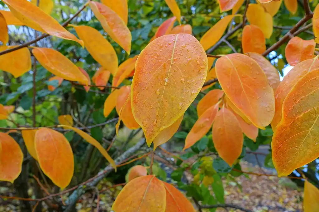 Foto de Diospyros virginiana - Fall color:Daderot