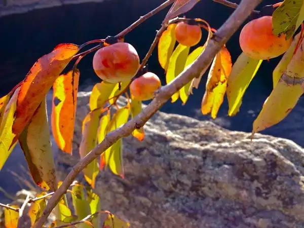 Foto de Diospyros virginiana - Leaves and fruit:Fritz Flohr Reynolds