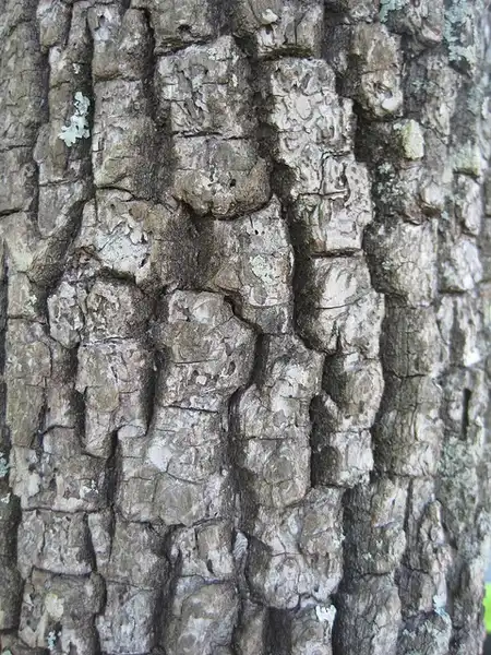 Foto de Diospyros virginiana - bark:Mollie Freilicher