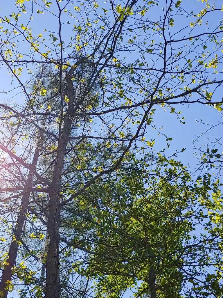 Foto de Diospyros virginiana - form in spring Brunswick Nature Park:skdavidson