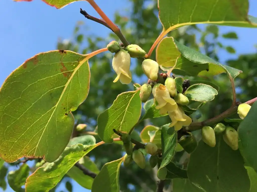 Foto de Diospyros virginiana - Male flowers:Joanne Brichetto